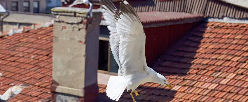 Residential Chimney Animal Removal Solution in Vero Beach South, FL